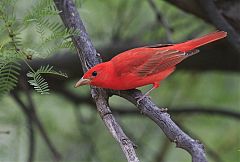 Summer Tanager